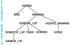cat taxonomy