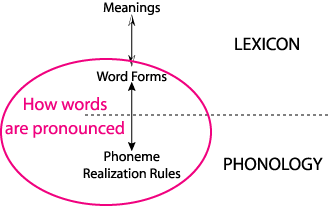 lexicon and phonology