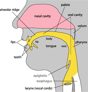 vocal tract