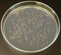 E.coli clone